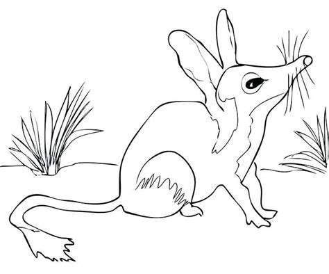 Swamp Animals Coloring Pages At Free