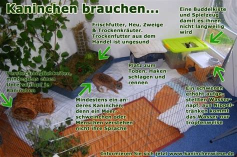 Darf der mieter immer in seiner wohnung halten, egal, was im vertrag steht. Frettchen Haltung In Der Wohnung