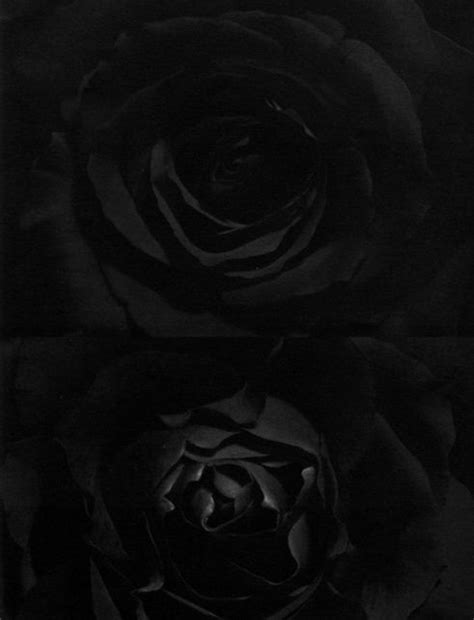 Black Roses So Very Intriguing Black Roses Wallpaper Black
