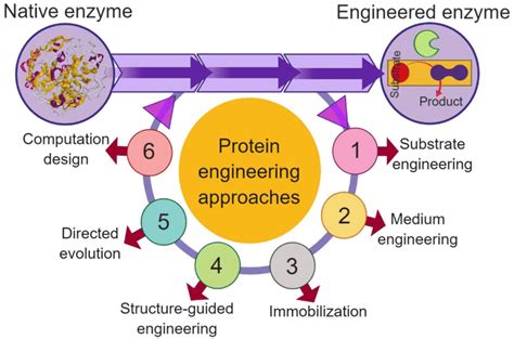 Protein Engineering Approaches To Develop Multipurpose Biocatalyst