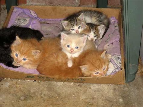 New Kittens In Litters
