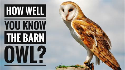Barn Owl Description Characteristics And Facts Youtube