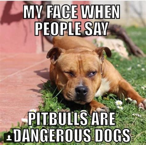 117 Best Pit Bull Memes Images On Pinterest Pit Bull