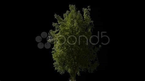 Tree 02 Stock Footage,#Tree#Footage#Stock | Tree, Stock footage, Stock video