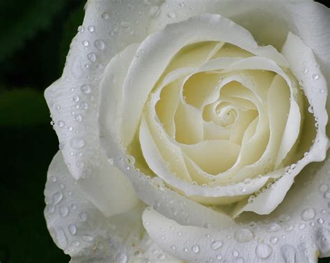 White Rose Water Drops Photograph By Andrew Taylor Fine Art America