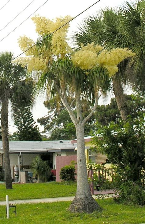 You can cut the main stem of your ponytail palm so that it. inBloom Ponytail Palm | PlantFiles Pictures: Pony Tail ...