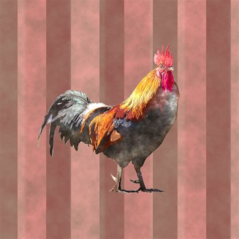 Vintage Rooster Striped Background Free Stock Photo Public Domain