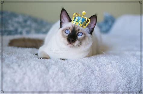 Huge sale on siamese cats now on. Balinese Cats For Sale | Nashville, TN #239006 | Petzlover