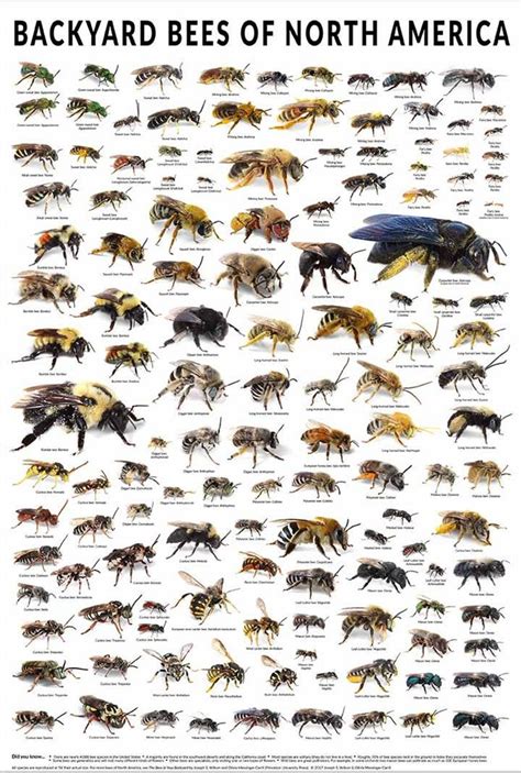 Types Of Bees Chart