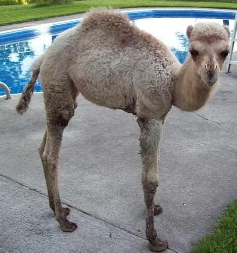 Camels' humps consist of stored fat, which they can metabolize when food and water is scarce. Info on raising camel