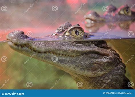 Alligator Eyes In Water