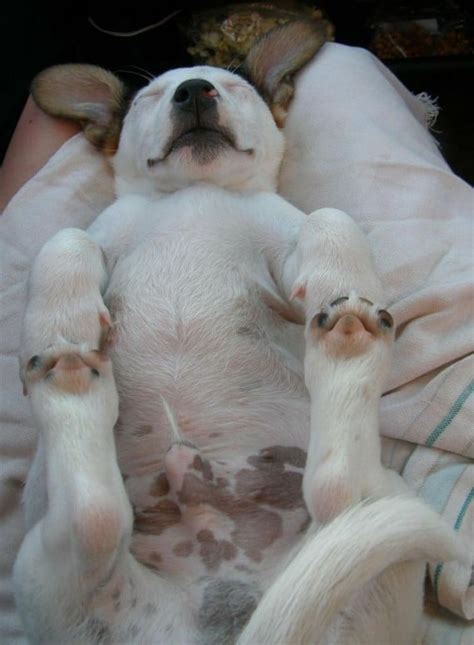 16 Pictures Of Puppies In The Most Adorable Sleeping Positions Paw My