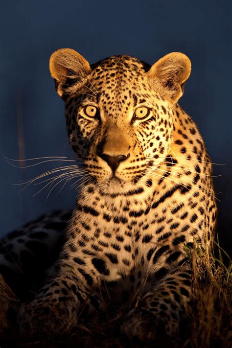 Night Leopard By Xenedis On 500px Animals Wild Animals Beautiful