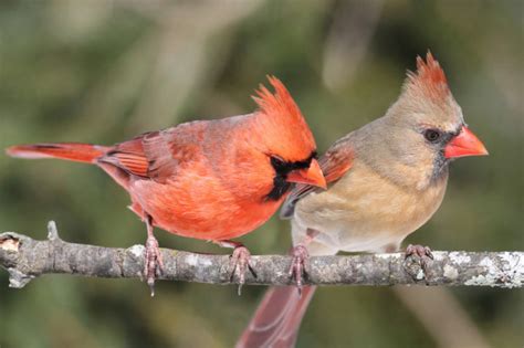 Pair Of Northern Cardinals Stock Photo By ©stevebyland 7926771