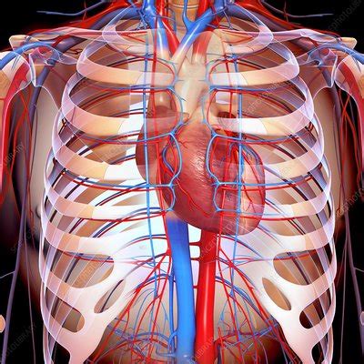 Joints between the ribs and thoracic vertebrae. Chest anatomy, artwork - Stock Image - F006/1133 - Science ...