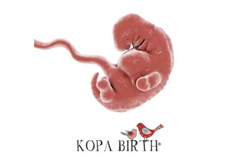 Week 5 Pregnancy Symptoms Due Date And Baby Kopa Birth