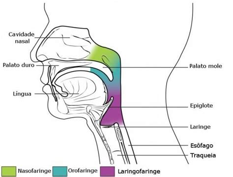 Stratified Squamous Epithelium Respiratory System Anatomy Paranasal