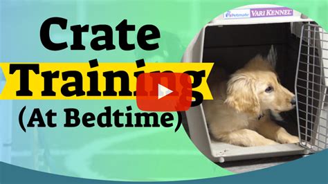 53 Excited Tips For Puppy Crate Training Photo Hd Ukbleumoonproductions