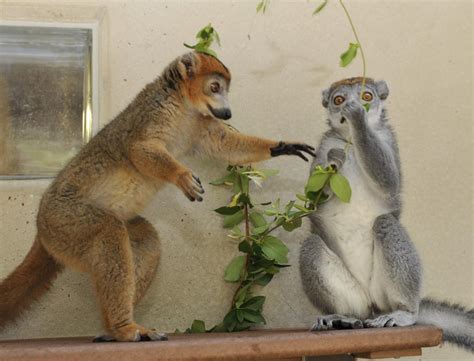 Male Hormones Help Lemur Females Rule