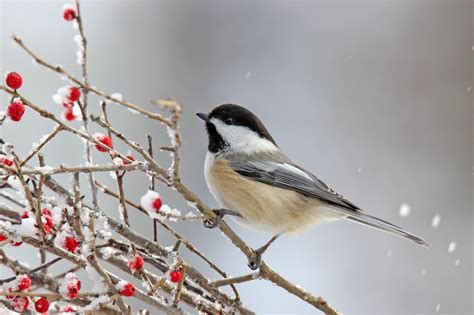 Maines State Bird Will Remain The Chickadee