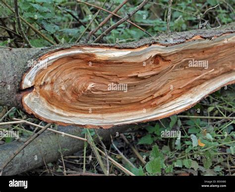 Broken Tree Branch Stock Photo Alamy