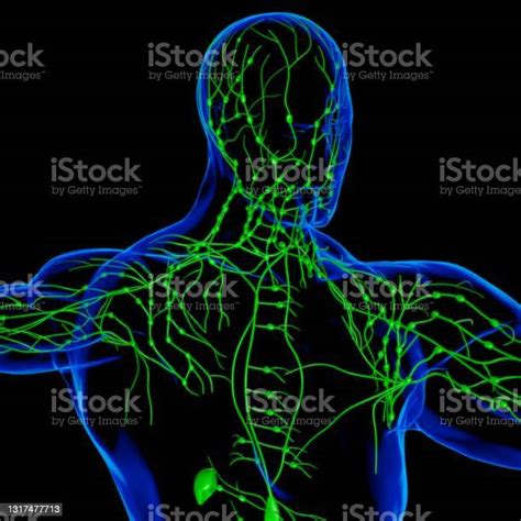 Human Lymph Nodes Anatomy For Medical Concept 3d Rendering Stock Photo