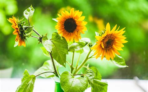 Beautiful Desktop Wallpaper Of Sunflowers Picture Of Suns