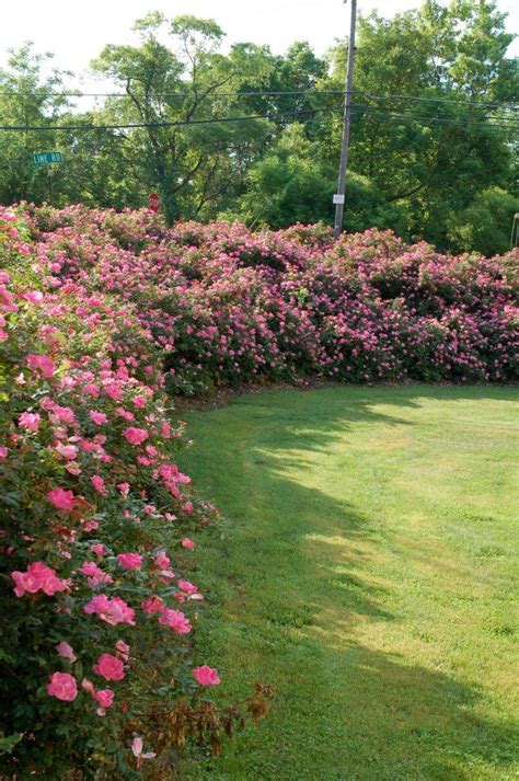 Knockout Roses Knock Out Roses Make Great Hedges This Is The One
