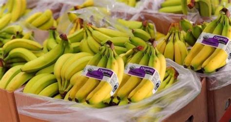 Organic Bananas Vs Regular Bananas Food Storage Choices And