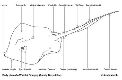 Diagram Of A Whiptail Stingray By Andy Murch Stingray Anatomy