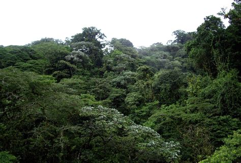 This category includes large trees. Emergent & Canopy - The Tropical Rainforest