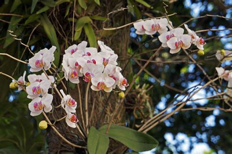 Orchid Natural Habitat Orchid Flowers