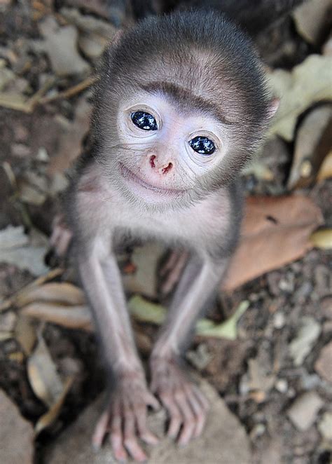 Is This The Worlds Cutest Baby Monkey Tiny Grey Langur Shows His