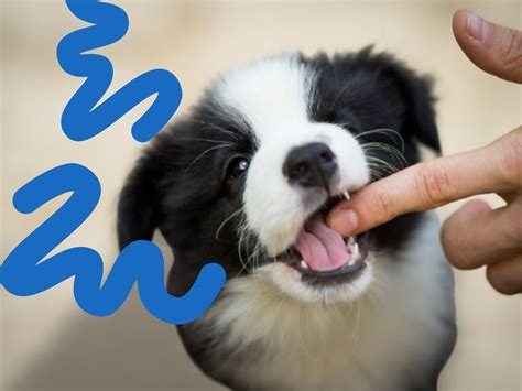 How To Stop Your Puppy Biting You If You Have Tried Everything