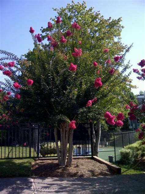 But don't let their stunning looks fool you — all her picks are urban tough, she says. Flowering trees, North carolina and Crepes on Pinterest
