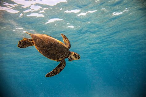 Swim With Sea Turtles On Oahu Journey Era