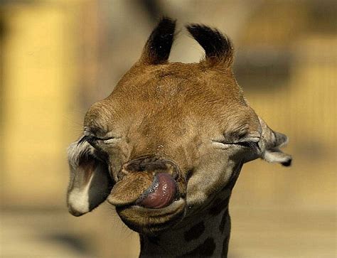 Giraffe Tongue Funny · Free Photo On Pixabay