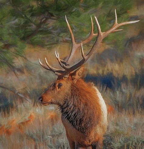 Bull Elk Portrait Photograph By Lowell Monke Pixels