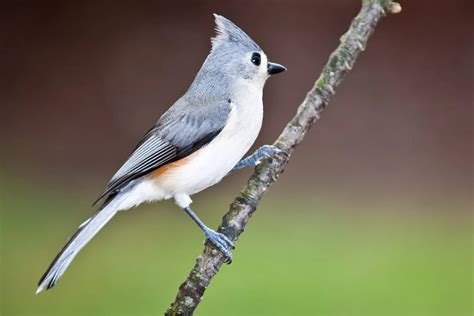 Birds Of South Carolina Top 15 Backyards Birds
