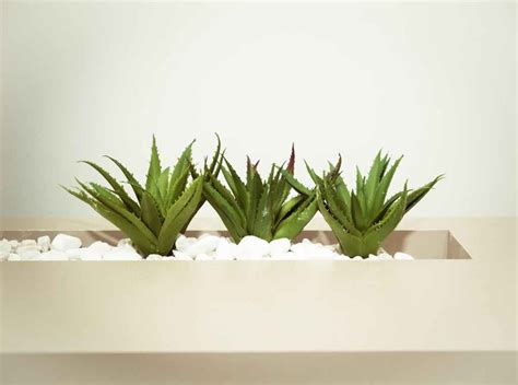 Top 8 Indoor Plants You Can Grow This Winter Season Tct