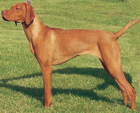 Hungarian Short Haired Pointer Vizsla Breed Information Dogs