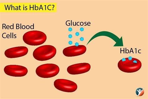 What Is Hba1c Elixir Life Sciences
