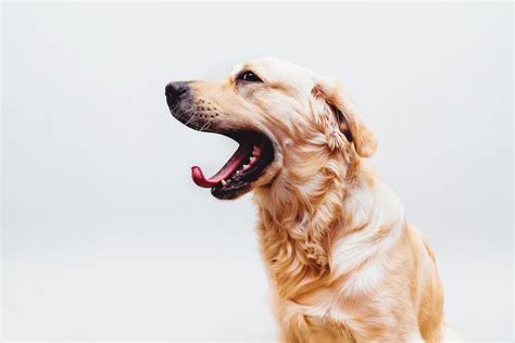 Oral Papillomas In Dogs Important Tips About Dog Warts In The Mouth