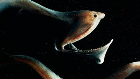 Creepy Deep Sea Creatures 48 Photos Klykercom