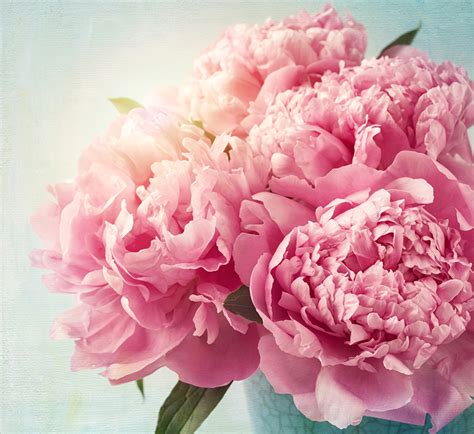 Desktop Hintergrundbilder Rosa Farbe Blumen Pfingstrosen Gro Ansicht