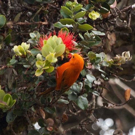 Hawaiʻi Birding Trails Hawaii Akepa