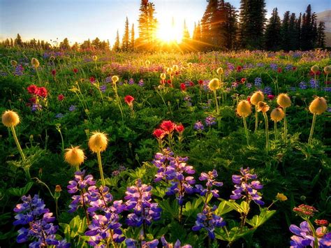 Piczene Sunrise Images With Flowers Hd