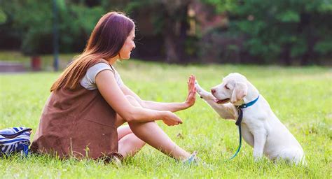 Why Dog Training Is Important Southernafricannews