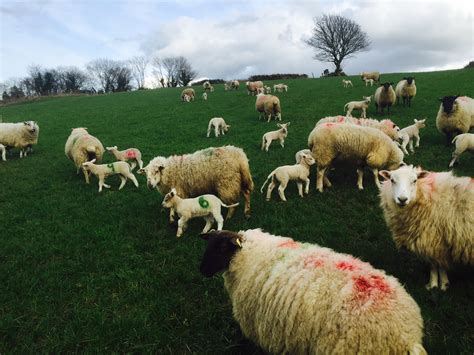 5 Steps To Improve Lambing Success On Your Farm Agrilandie