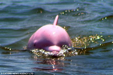 Rare Pink Bottlenose Dolphin The Dolphin Trail